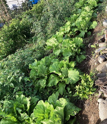 旬の野菜半額販売2