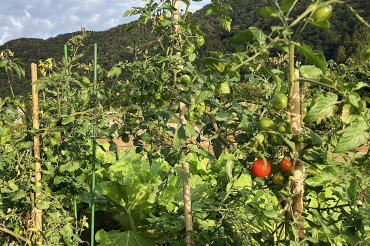 旬の野菜半額販売1