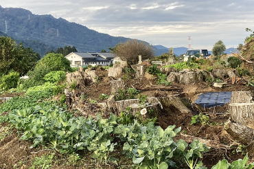 旬の野菜半額販売2
