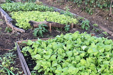 野菜半額直売所 福井市 香花