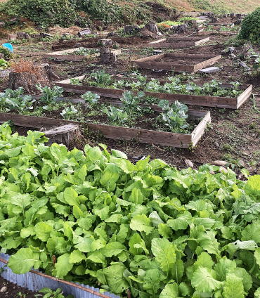 旬の野菜半額販売3