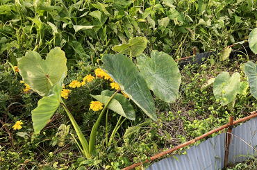 野菜直売 福井市 香花